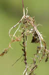 Humped bladderwort